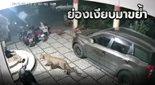 คาเฟ่หมา