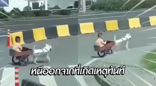 สุนัขนำทาง