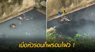 อึ่งอ่าง