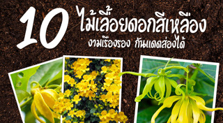 ไม้เลื้อย