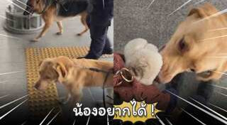 สุนัขตํารวจ