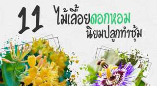 ไม้เลื้อย