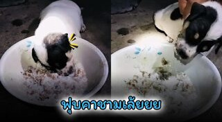 หมาน่ารัก