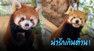 สวนสัตว์เปิดเขาเขียว