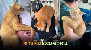 แมวอ้วน