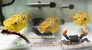 ปลาปักเป้า