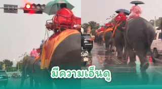 สัตว์โลกน่ารัก