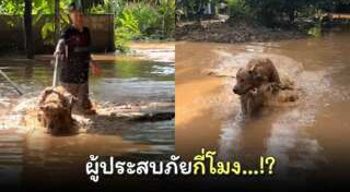 โกลเด้น รีทรีฟเวอร์