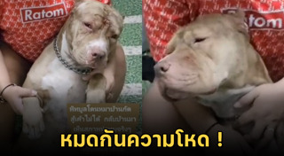 สุนัขพิตบูล