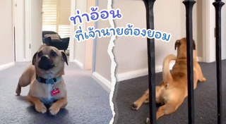 คาเฟ่หมา