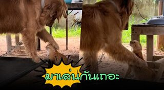 โกลเด้น รีทรีฟเวอร์