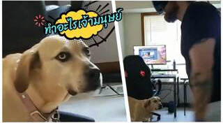 คนกับหมา