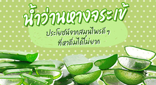 ว่านหางจระเข้