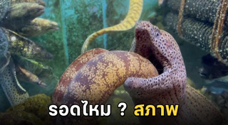ปลาไหล