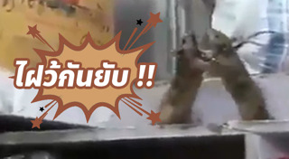 มวยปล้ำ