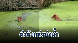 หมาน่ารัก