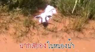 งูอนาคอนด้า