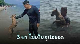 หมาพิการ