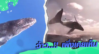 วาฬหลังค่อม