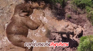 ลูกช้าง