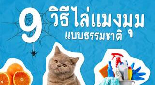 แมงมุม