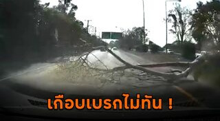 ตัดต้นไม้