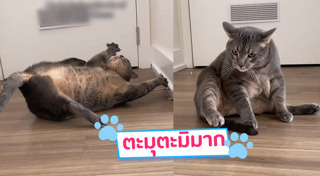 แมวอ้วน