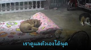 หมาแสนรู้
