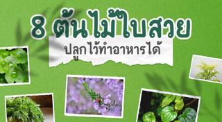 จัดสวนหิน