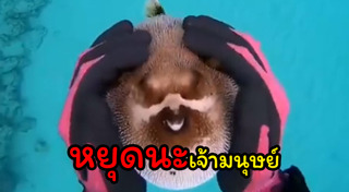 ปลาปักเป้า