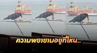 คลิปตลก