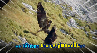 นกอินทรี