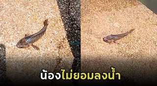 ปลาหมอสี