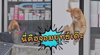 แมงป่อง