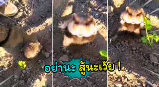 หนูแฮมสเตอร์