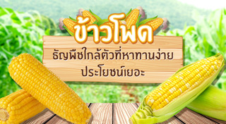 ข้าวโพด