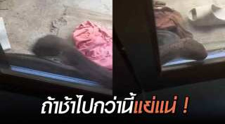 งูเข้าบ้าน
