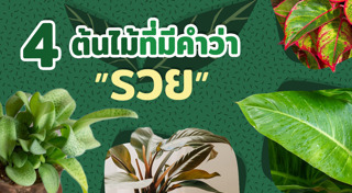 ต้นไม้ปลูกในบ้าน