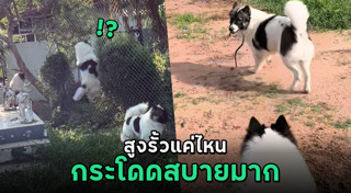 หมาแสนรู้