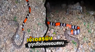 งูกินหาง