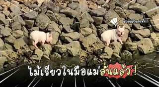 เฟรนช์ บูลด็อก