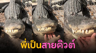 สัตว์ครึ่งบกครึ่งน้ำ