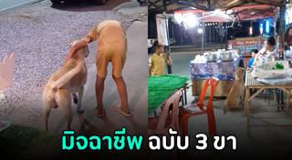 หมาพิการ