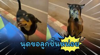 หมาแสนรู้