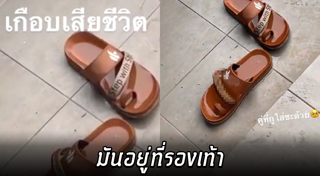 ตะขาบยักษ์