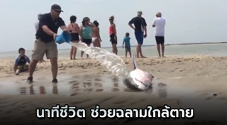 ฉลามยักษ์