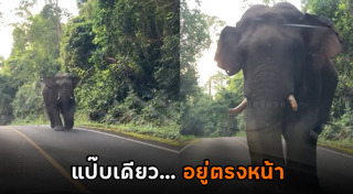 สัตว์ทำร้ายคน