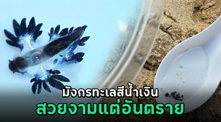 สัตว์ทะเล