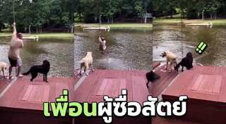 หมาช่วยคน