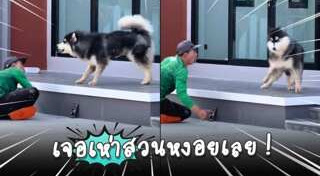 ไซบีเรียน ฮัสกี้